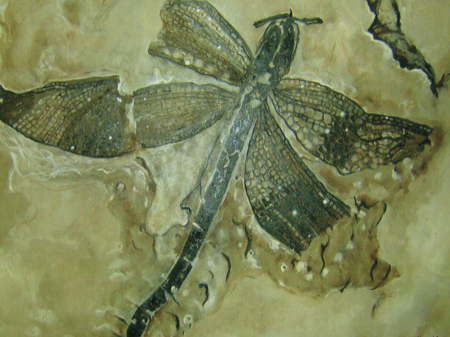 Dino Grain Fly
