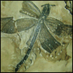 Dino Grain Fly